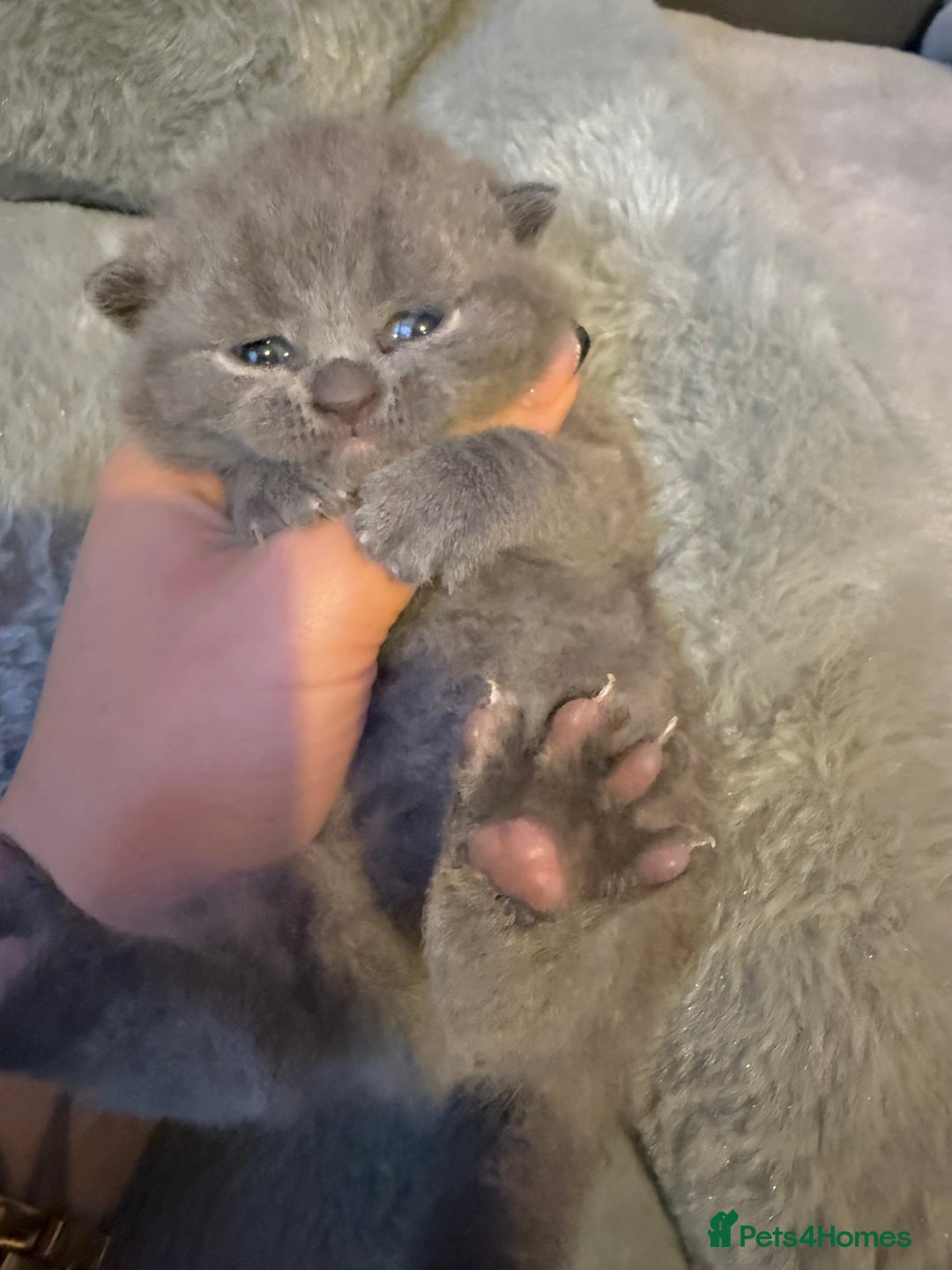 British Shorthair cats for sale: ✨British Shorthair GCCF 5 generation Pedigree✨ - Advert 20