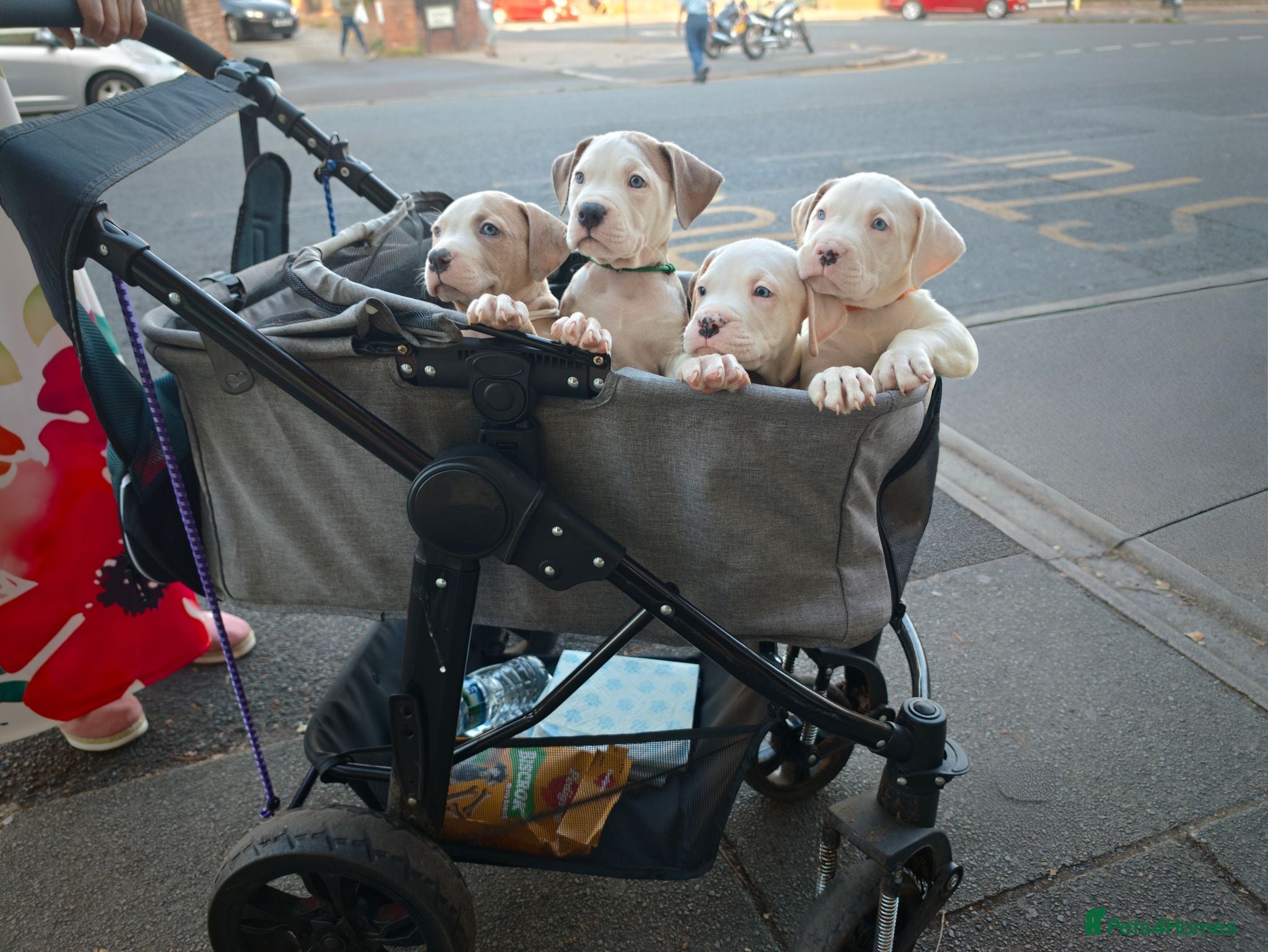 American Bulldog dogs American Bulldog Puppies - Advert 1