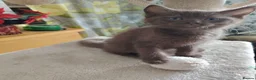 Mixed Breed cats for sale: Beautiful British short chocolate kitten.  - Advert 4