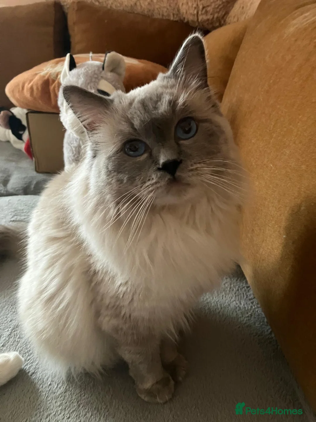 Ragdoll cats for stud: GCCF registered Proven Blue Point stud in London - Advert 5