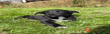 Pup 4