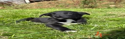 Mixed Breed dogs for sale: Beautiful kelpie x border collie pups for sale - Advert 6