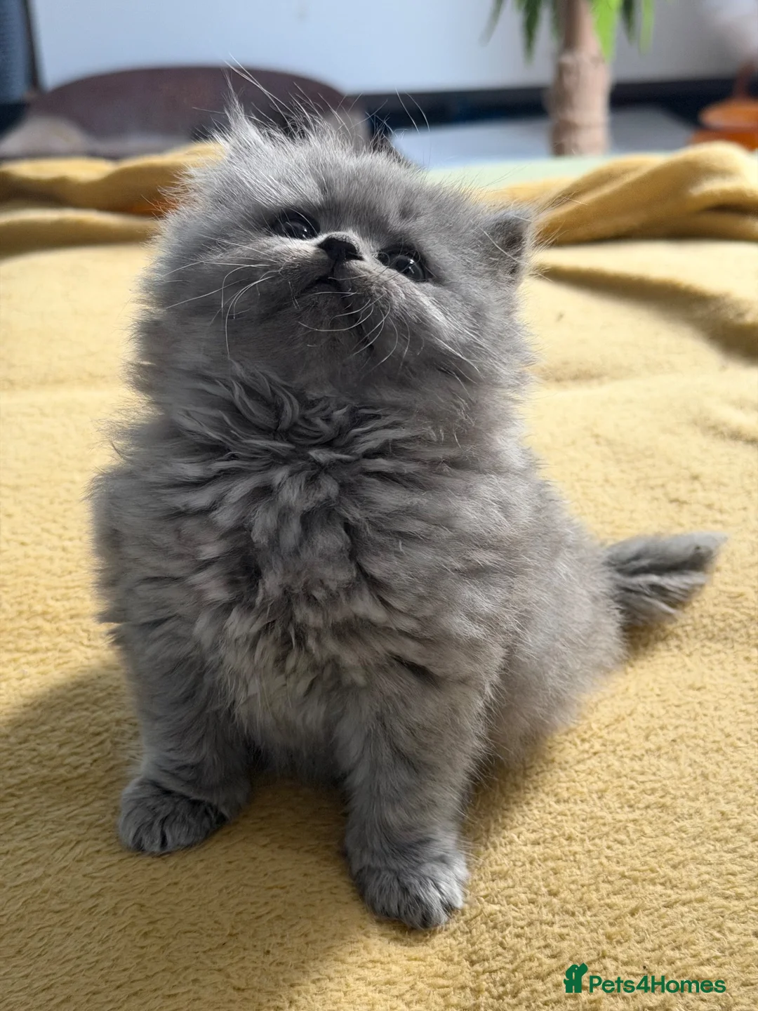 British Longhair cats for sale:  British Shorthair & British Longhair GCCF - Advert 2