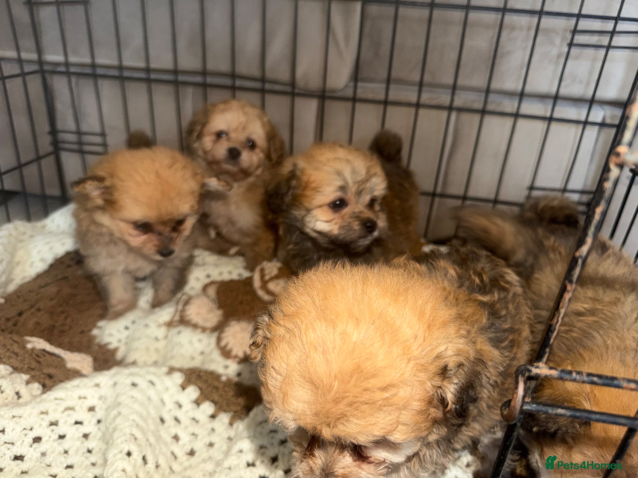 Pomapoo dogs for sale: Pomapoo Puppies  8 Weeks Old ready  Forever Homes - Advert 7