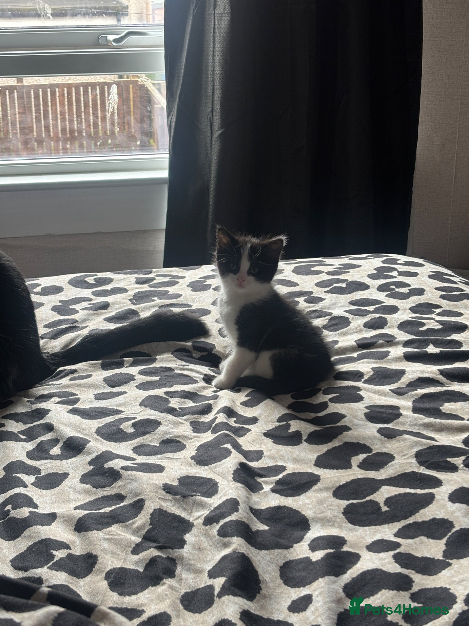 Mixed Breed cats REDUCED! black/white Gorgeous kitten ready now  - Advert 17
