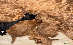 Cockapoo dogs for sale: Stunning cockapoo puppies - Advert 3