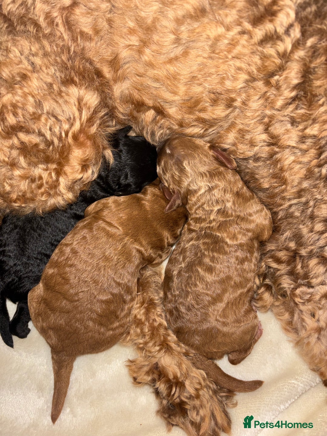 Cockapoo dogs for sale: Stunning cockapoo puppies - Advert 3