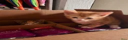 Mixed Breed cats for sale: Adorable Kittens Looking for Their Forever Homes - Advert 9