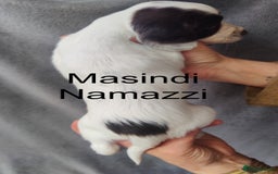 English Springer Spaniel dogs for sale: Highest Quality 8 DNA tested CLEAR KC reg puppies - Image 10
