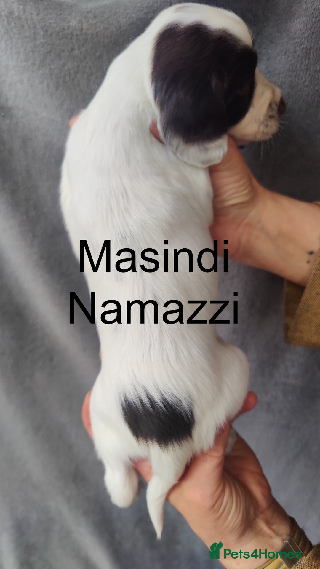 English Springer Spaniel dogs for sale: Highest Quality 8 DNA tested CLEAR KC reg puppies - Image 10