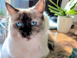 Mixed Breed cats Tommy (Thomas Shelby 😂) - Advert 2