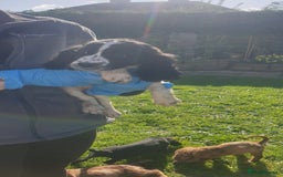 Cocker Spaniel dogs for sale: Cocker spaniel puppies  - Image 13