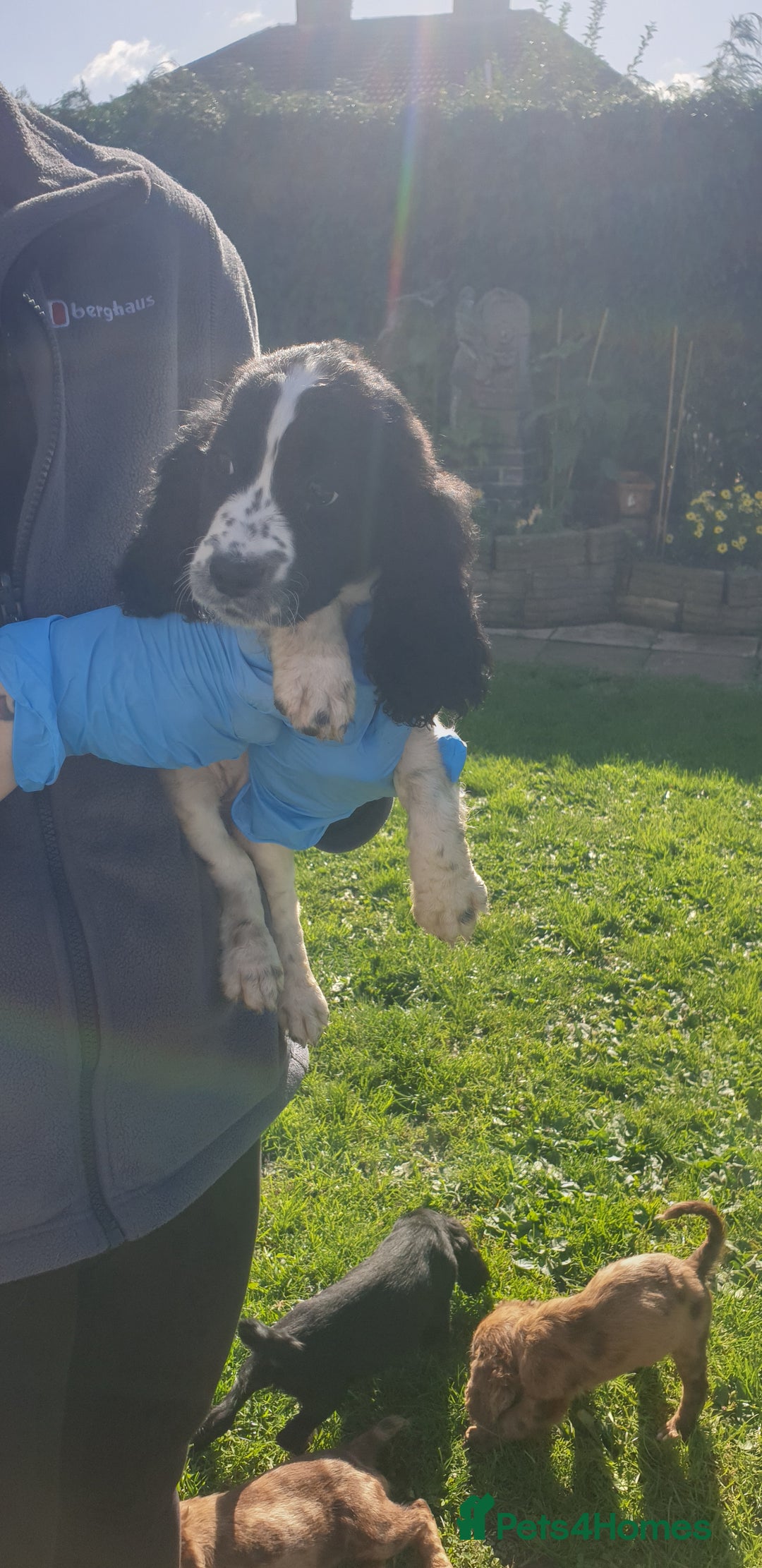 Cocker Spaniel dogs for sale: Cocker spaniel puppies  - Image 13