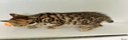 Bengal cats for sale: 1 gorgeous bengal boy kitten for sale  in London - Advert 15