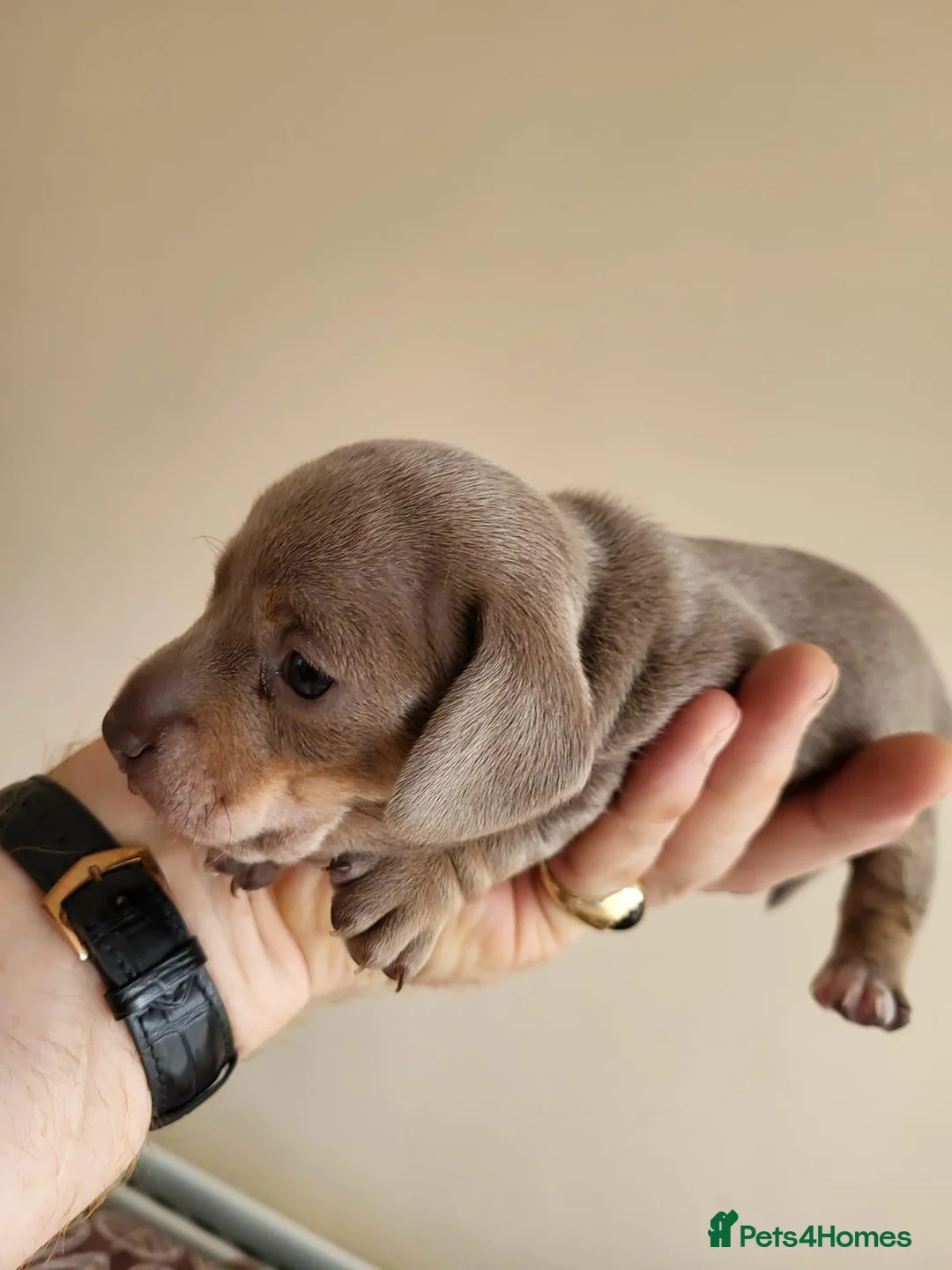 Miniature Dachshund dogs for sale: Belle - Advert 2