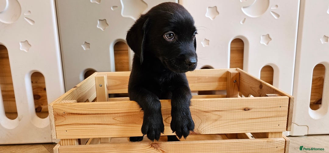Labrador Retriever dogs for sale: THE LAST 4 KC HEALTH TESTED LABS READY TO NOW.  - Image 7