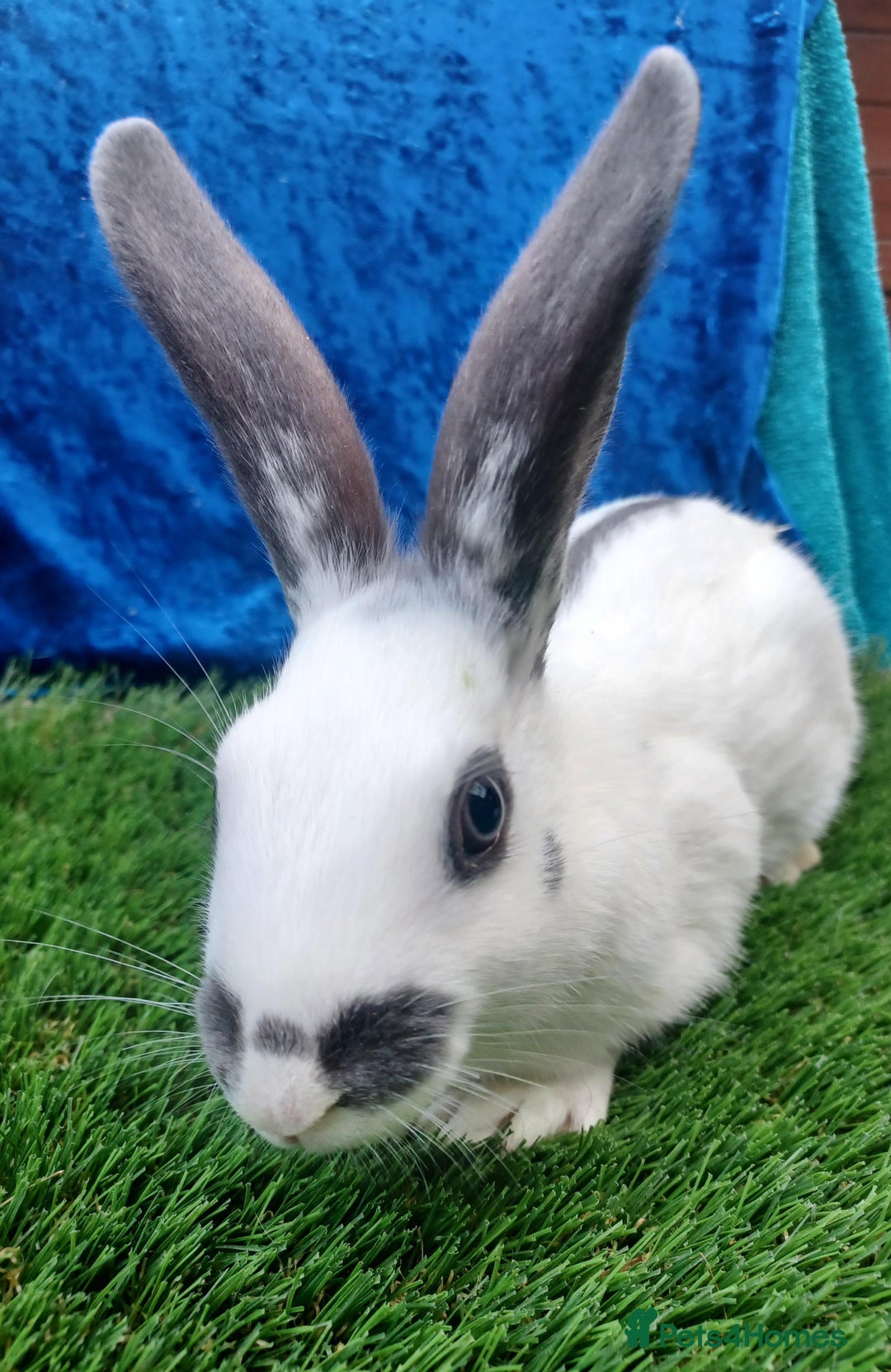 English rabbits for sale: Vaccinated purebred baby English rabbits - Image 8