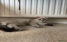 Scottish Fold cats for sale: British Shorthair and Scottish Fold - Image 11