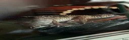 Leopard Gecko reptiles for sale: Female and Male Leopard Geckos For Sale - Advert 1