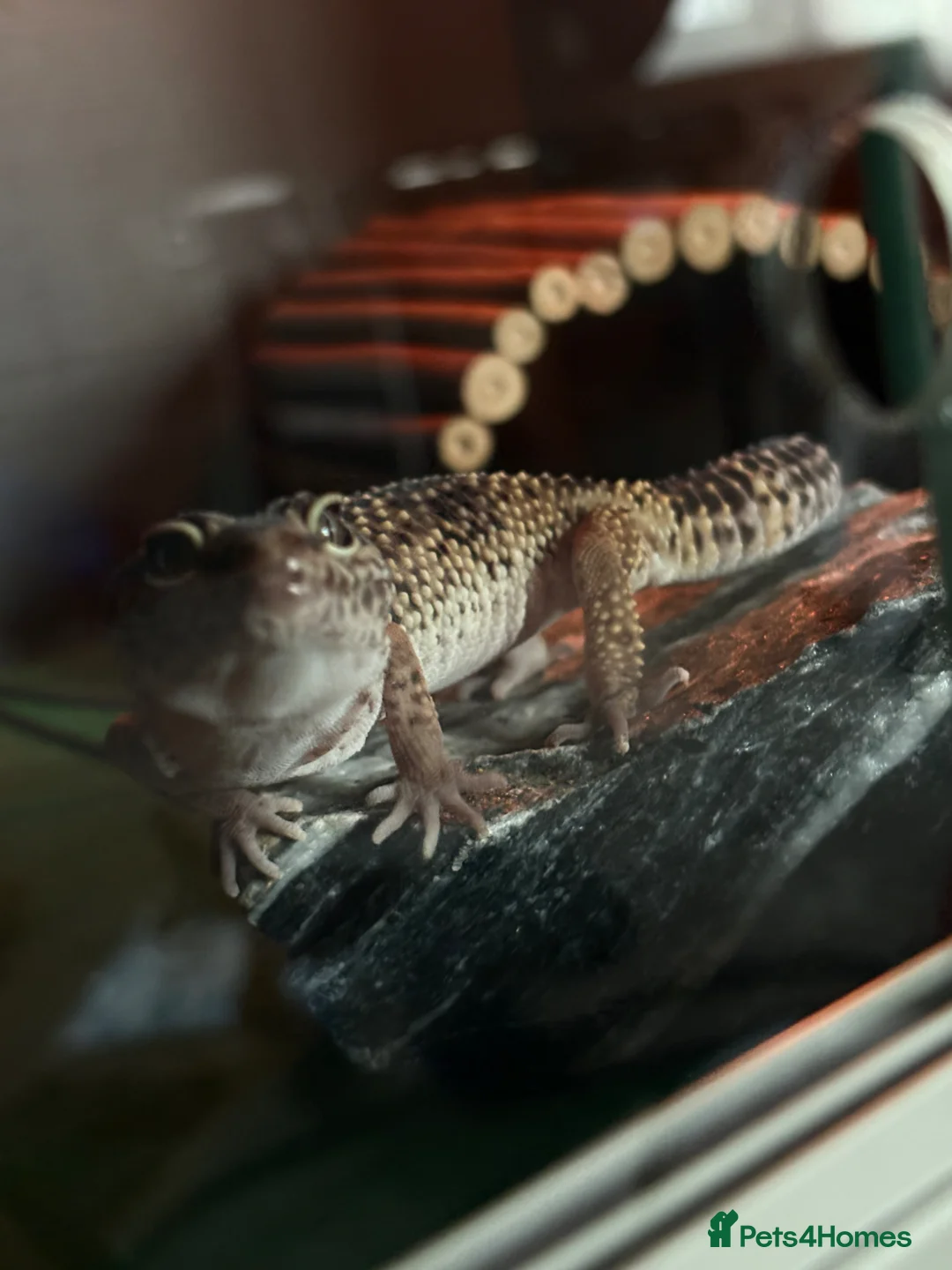 Leopard Gecko reptiles for sale: Female and Male Leopard Geckos For Sale - Advert 1