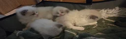 Ragdoll cats for sale: Beautiful Playful Ragdoll Kittens  - Advert 15