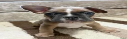 French Bulldog dogs for sale: 🌟Last 4 Exceptional French Bulldogs- Ready Now!🐾 - Advert 30