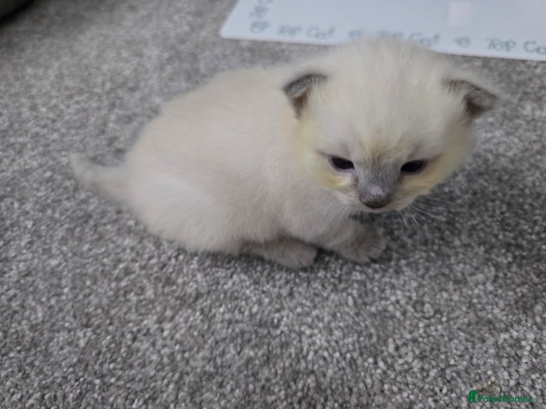Ragdoll cats for sale: 💙 BLUEPOINT RAGDOLL BOY FOR SALE 💙 - Image 16