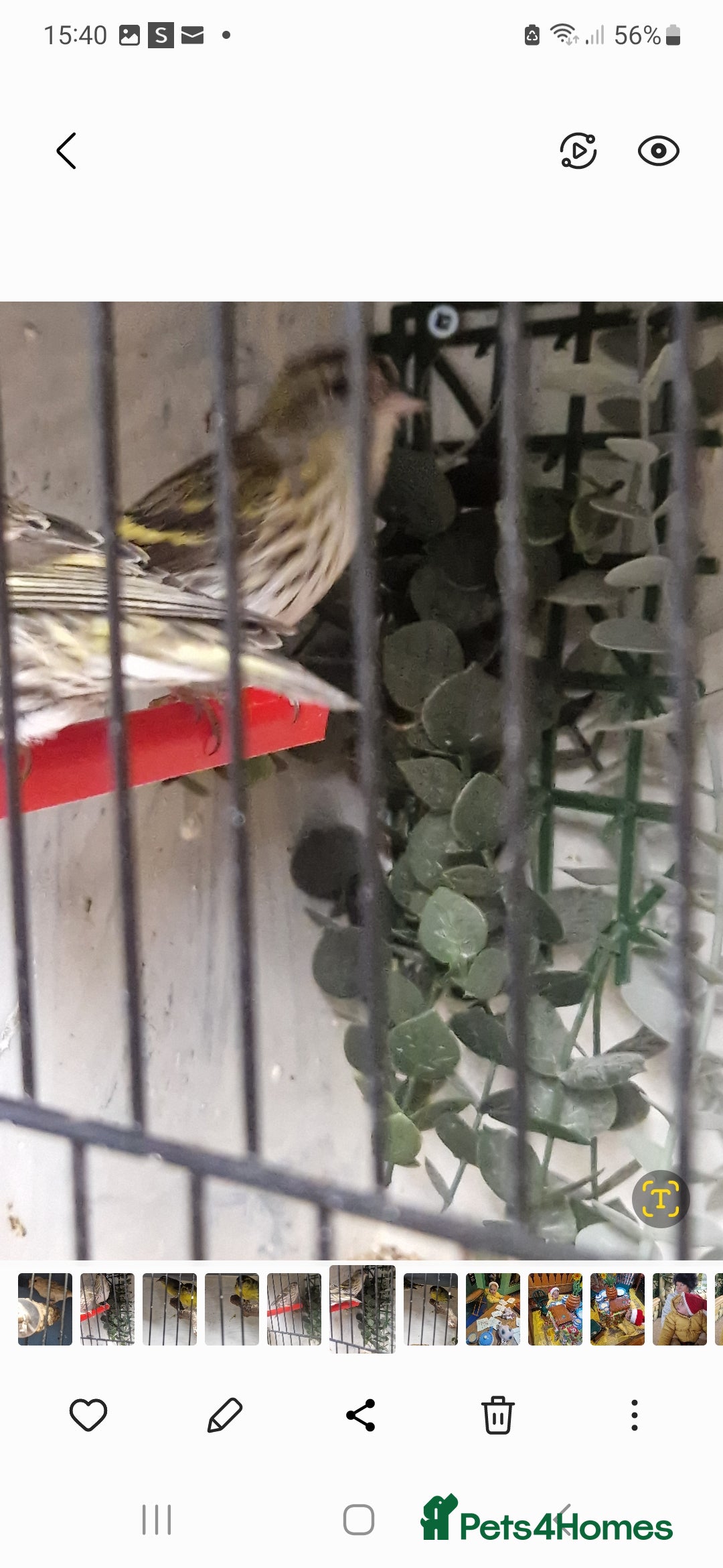 Finches birds for sale: Siskins - Advert 2