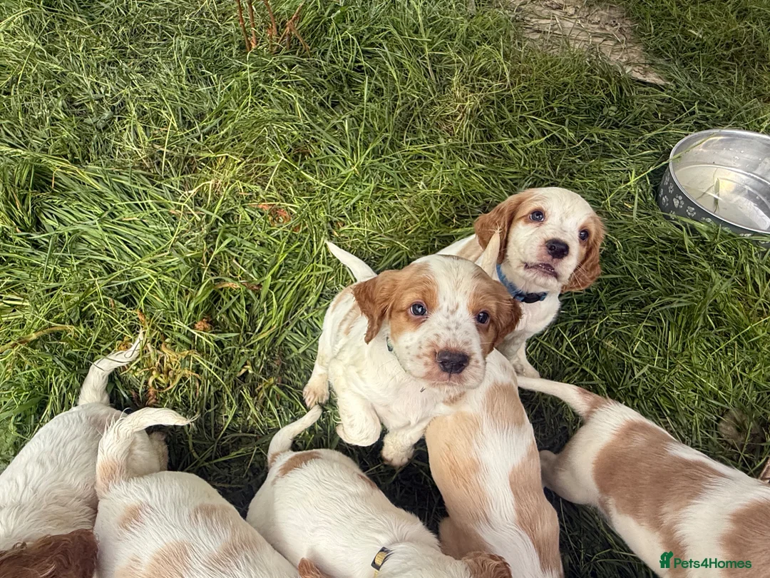 Cocker Spaniel dogs for sale: Working cocker spaniels  - Advert 1