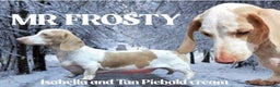 Miniature Dachshund dogs for stud: Mr frost Isabella piebald cream dachshund  - Advert 1
