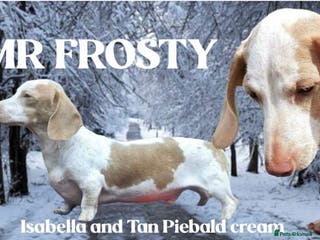 Miniature Dachshund dogs Mr frost Isabella piebald cream dachshund - Advert 24