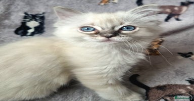 Ragdoll cats - Advert 7