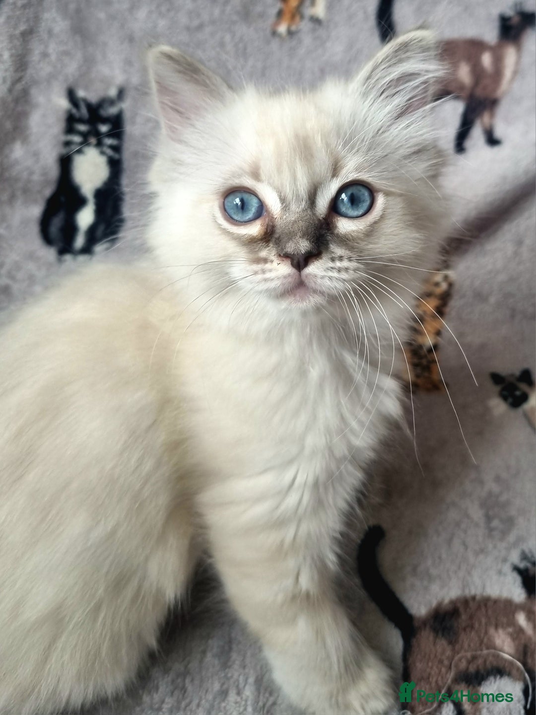 Ragdoll cats for sale: Ready Now Last Ragdoll Girl DNA tested  - Image 3