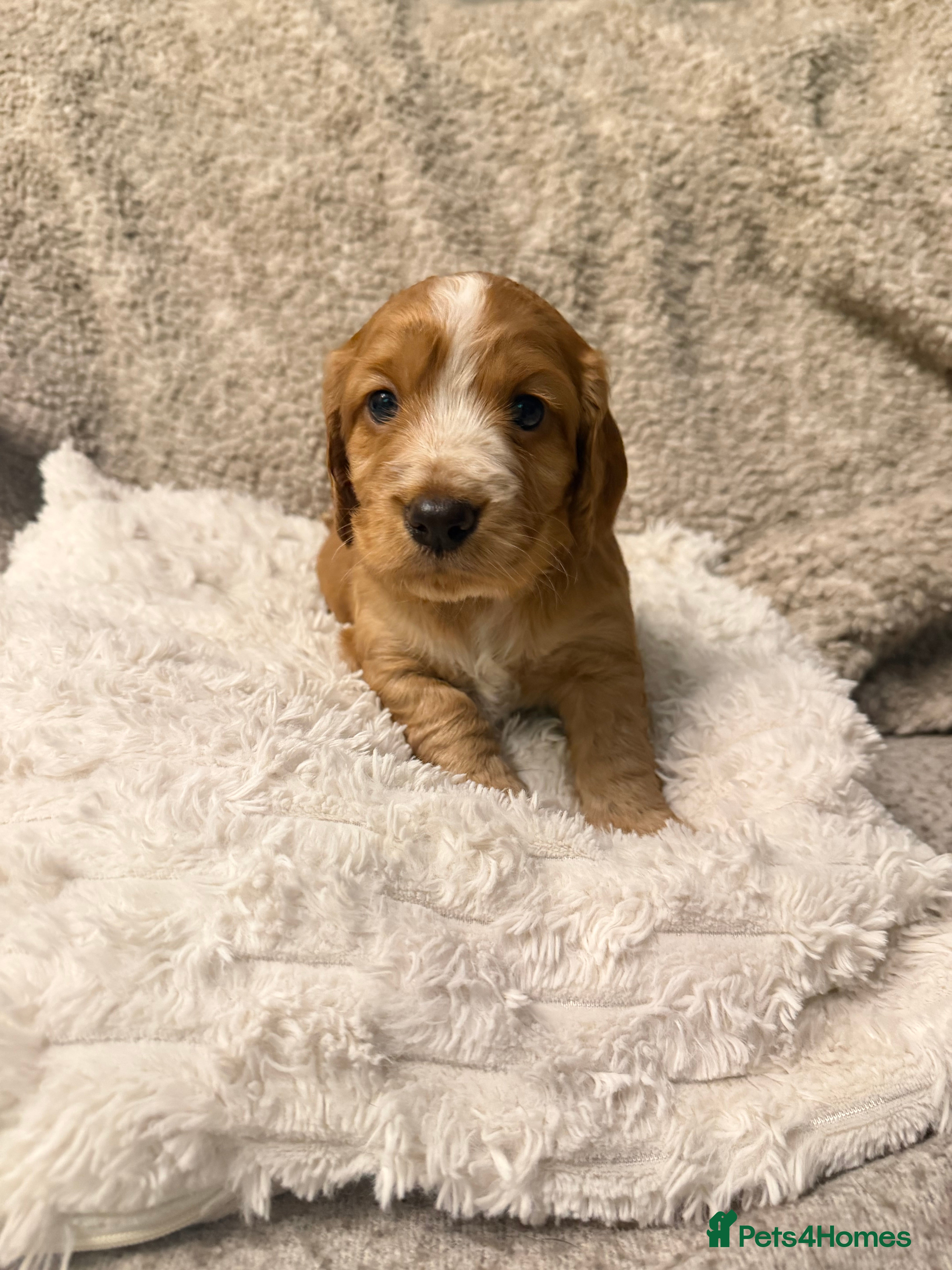 Cocker Spaniel dogs Cocker spaniel pups available to reserve  - Advert 7
