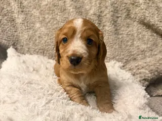 Cocker Spaniel dogs Cocker spaniel pups available to reserve - Advert 7