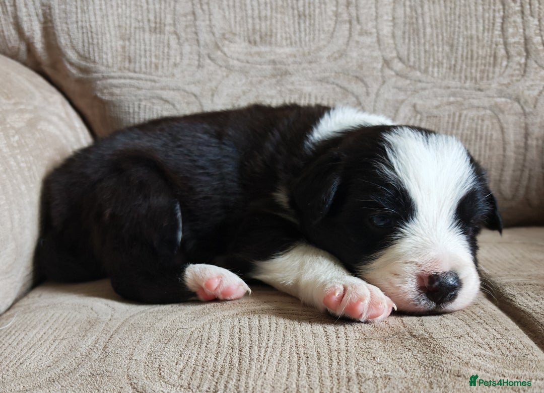 Border Collie dogs for sale: KC registered border collie puppies  - Advert 4