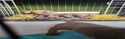 Dachshund dogs for sale: Dachshund puppies  in Barnsley - Advert 10