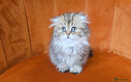 Scottish Fold cats for sale: Excellent Scottish fold kittens  - Image 13