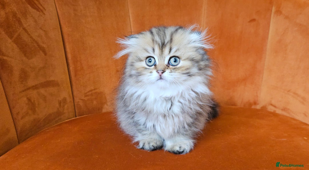 Scottish Fold cats for sale: Excellent Scottish fold kittens  - Image 13