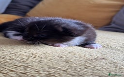 Mixed Breed cats for sale: Stunning, cuddly mixed breed kittens  - Image 9