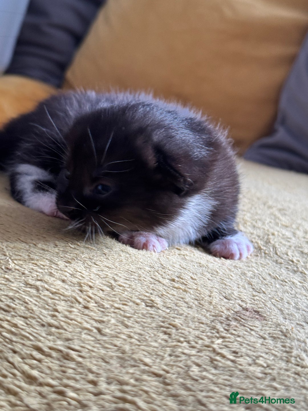 Mixed Breed cats for sale: Stunning, cuddly mixed breed kittens  - Image 9