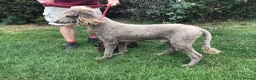 Standard Poodle dogs for sale: Stunning KC Standard Poodle..health tested - Advert 5