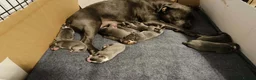 Staffordshire Bull Terrier dogs for sale: Blue Staffordshire bull terrier puppies 🐶🐕🐾 - Advert 8