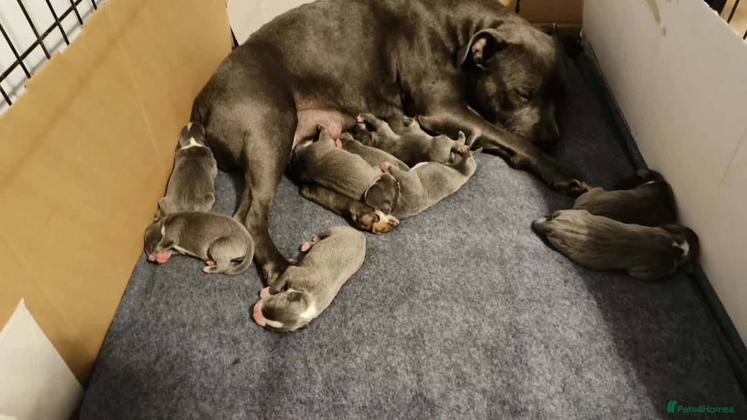Staffordshire Bull Terrier dogs for sale: Blue Staffordshire bull terrier puppies 🐶🐕🐾 - Advert 8