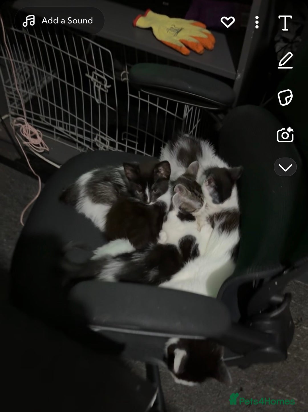 Mixed Breed cats for sale: Adorable Kittens  - Image 2