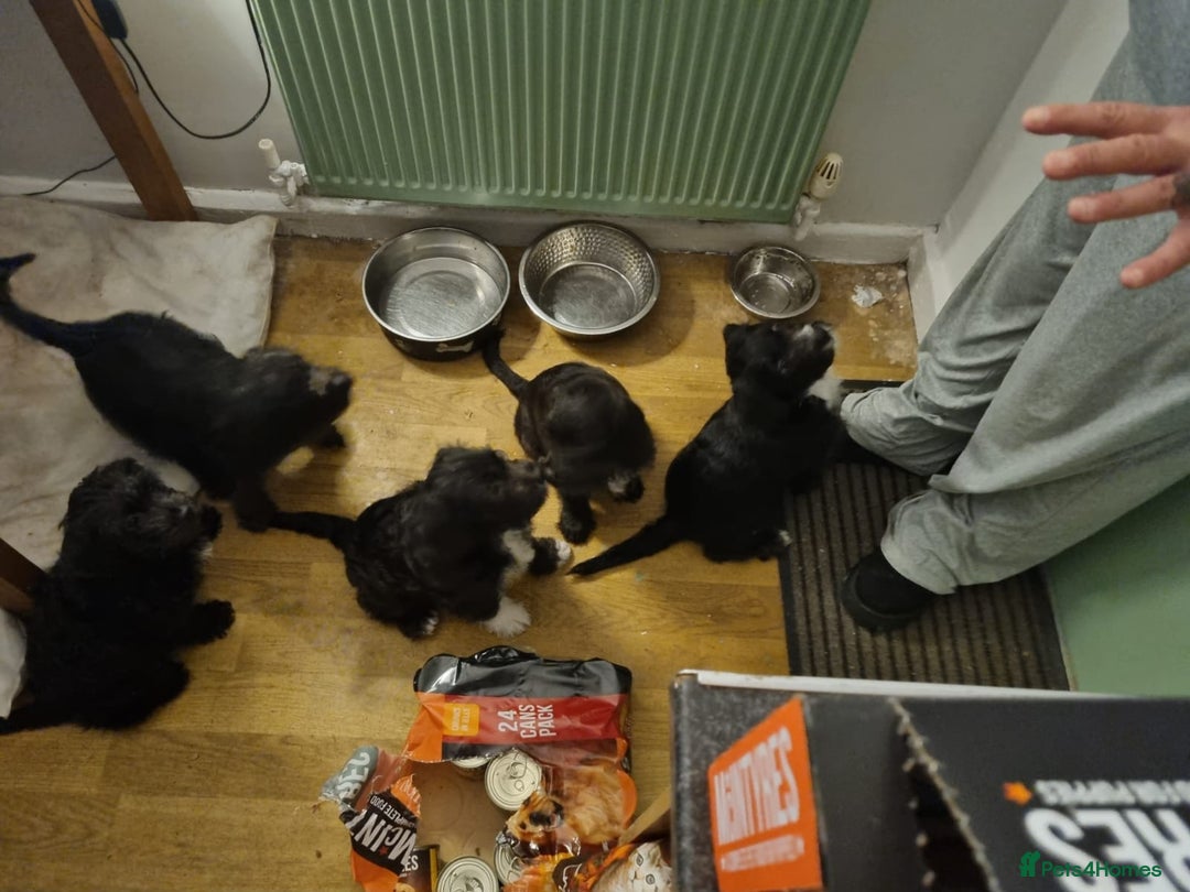 Mixed Breed dogs for sale: Staffypoo's - Advert 4