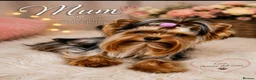 Yorkshire Terrier dogs for sale: 3 Tiny Yorkie Boys – Vaccinated & Ready - Advert 16