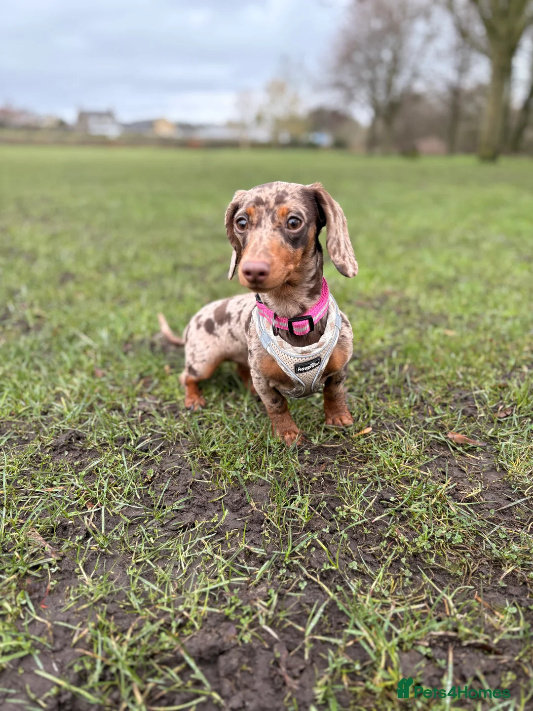 Miniature Dachshund dogs for sale: Miniature Dachshund - Isabelle dapple  in Bingley - Advert 2