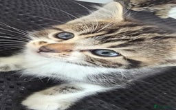 Bengal cats for sale:  Bengal with long haired blk & white kittens - Image 14
