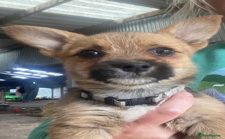 Mixed Breed dogs - Advert 3